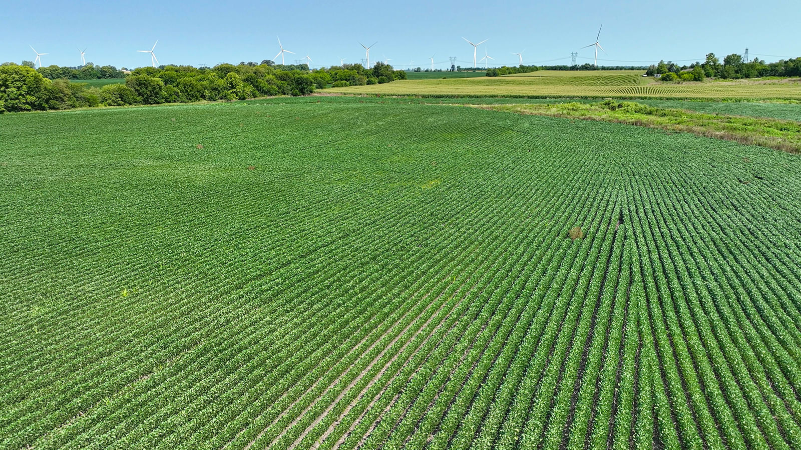 FARMLAND AUCTION - LAND AUCTION - 327.5+/- ACRES OFFERED IN